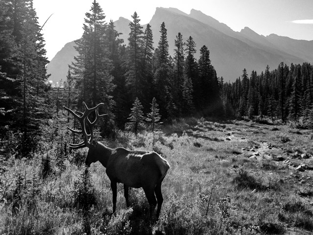 Town of Banff Elk