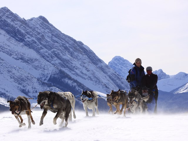 Howling Dog Tours