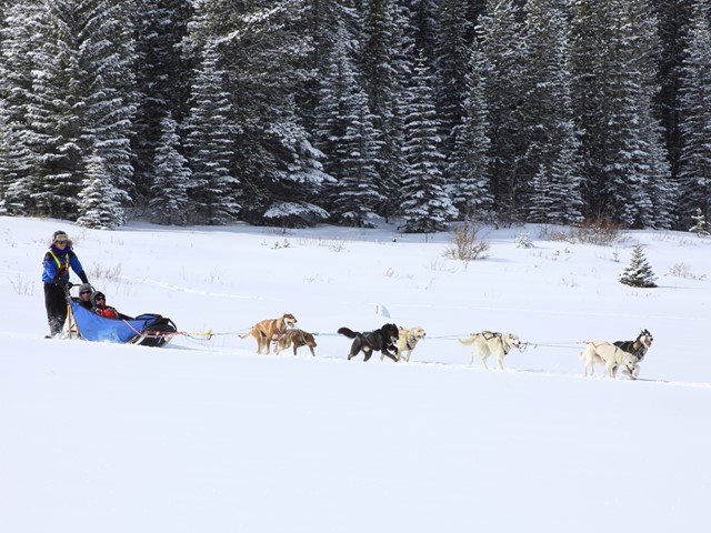 Howling Dog Tours