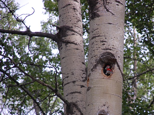 Alberta Parks