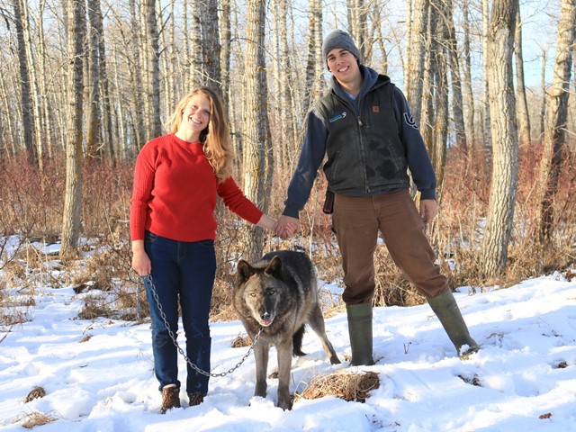 Winter Wolf Walks