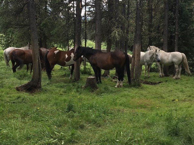 Horses relaxing after a day on the trail