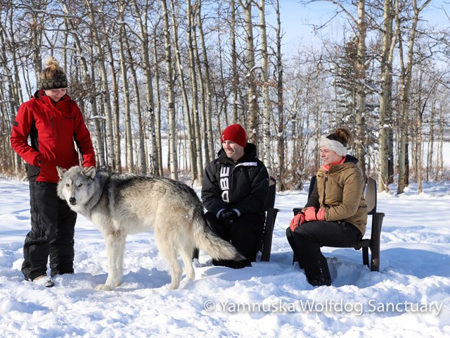 Yamnuska Wolfdog Sanctuary 