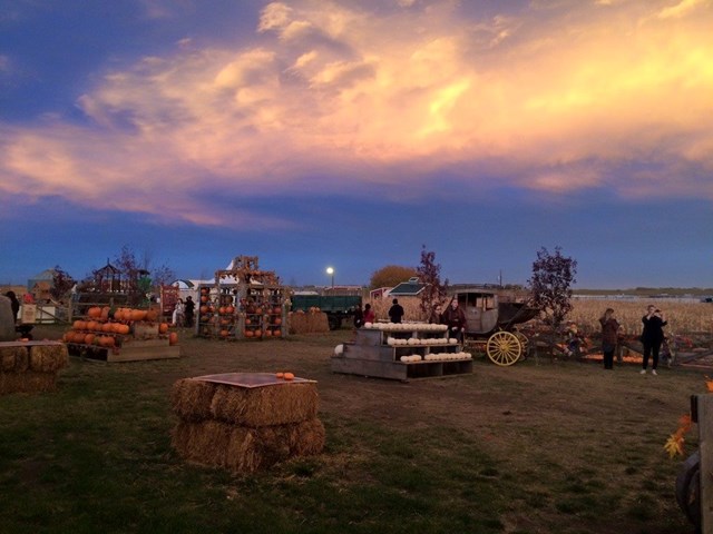 Calgary Corn Maze