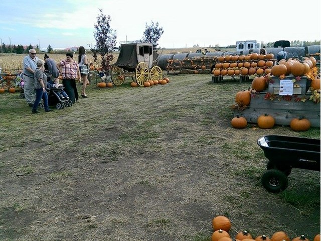 Calgary Corn Maze