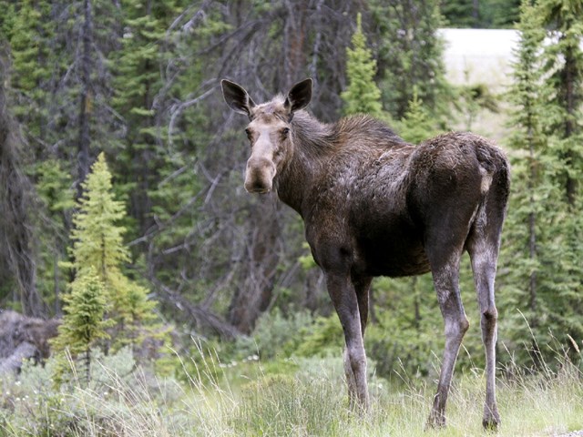 Moose Pyramid Lake 