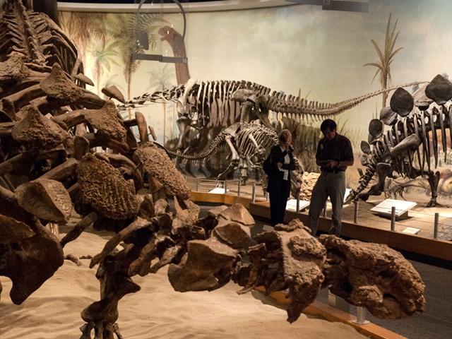 ロイヤル ティレル古生物学博物館を見学 カナダ アルバータ州