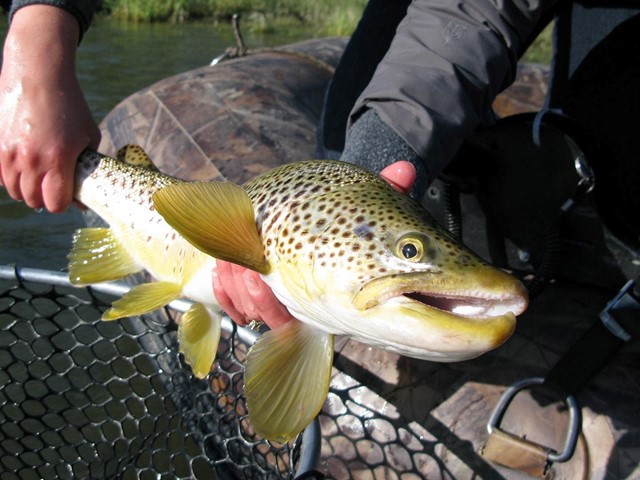 Skinny water, big trout 💛🧡🤎 sight fishing for the win! Great day with my  fellow river rat @fly_fishingmaster #flyfishing #bro