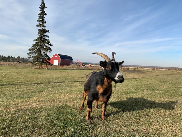 The Crabbie Goat Distillery Alberta | ''