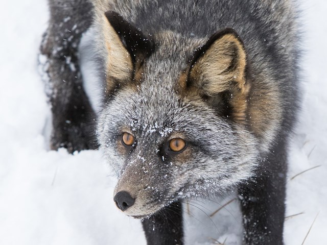A silver fox during a Wildlife Photography tour.