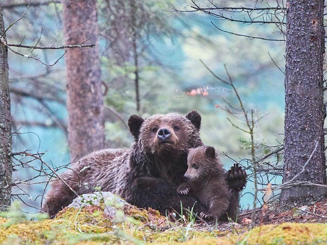 Mamma grizzly bear and cubs during a Wildlife Photography tour.