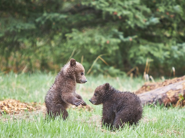 Grizzly bear cubs during a Wildlife Photography tour.