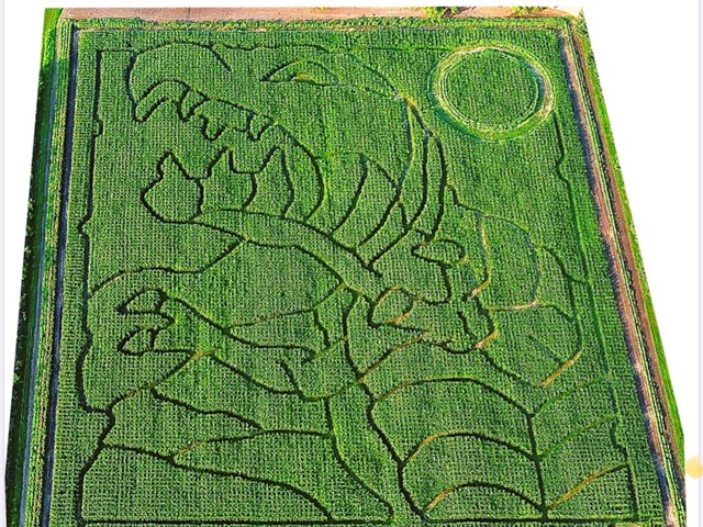 2021 Corn Maze - August