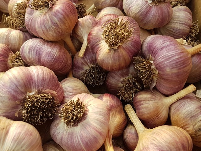 Garlic