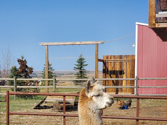 Alpacas and Hens