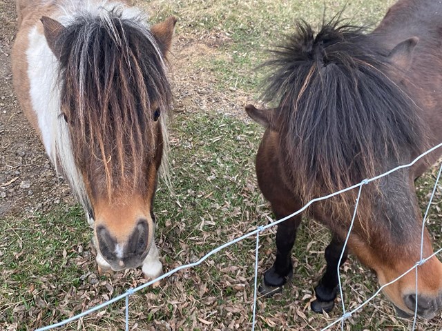 Aliza and Zippy