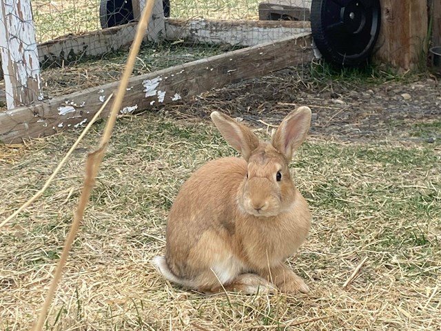 Bunnies!