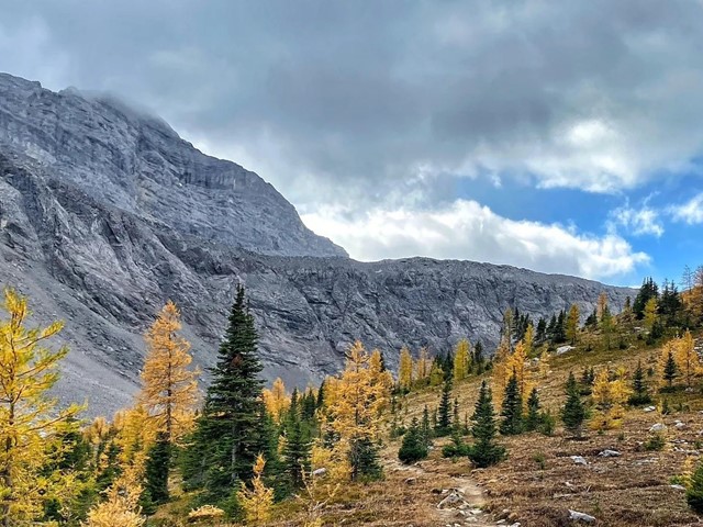 Family Adventures in the Canadian Rockies: Exploring Ribbon Creek in  Kananaskis (On Skis!)