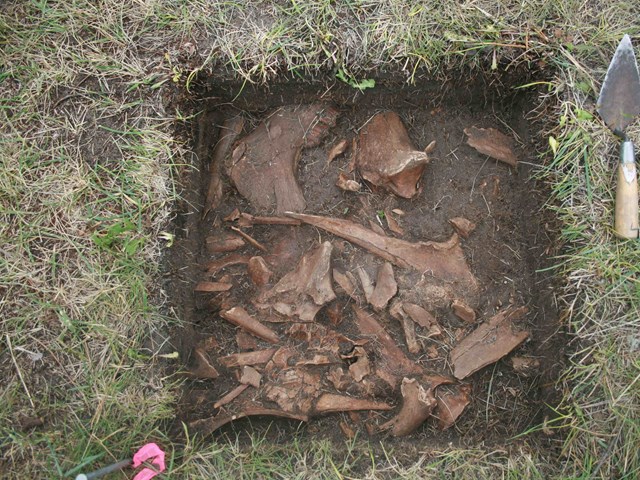 Bison bone during excavation (Bodo Archaeological Society)