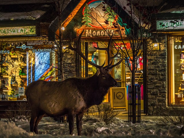 Elk visiting Monod's Banff winter