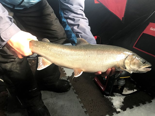 Bull Trout Ice Fishing