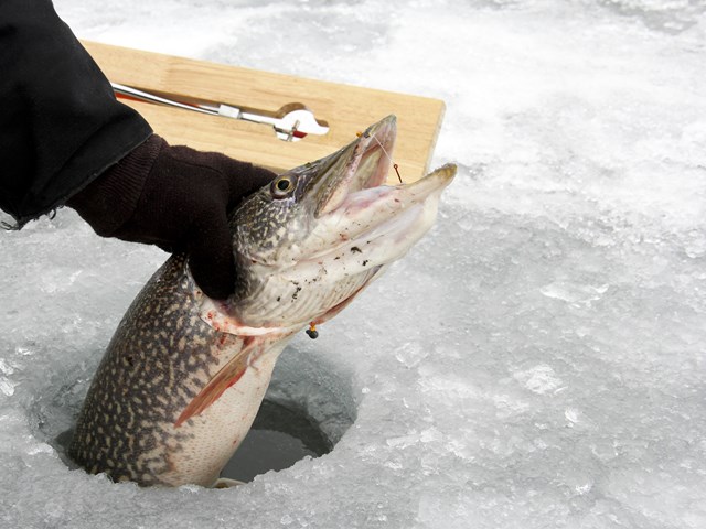 Ice Fishing! Nice Catch!